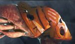 Judgement head.jpg